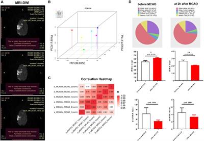 Dysregulation of Principal Circulating miRNAs in Non-human Primates Following Ischemic Stroke